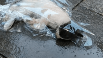 From Mud to Miracle: The Tiny Kitten Who Refused to Give Up