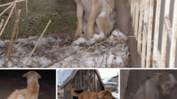 From Mud to Miracle: The Tiny Kitten Who Refused to Give Up