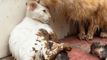 From Mud to Miracle: The Tiny Kitten Who Refused to Give Up