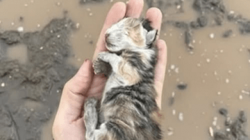 From Roadside Discarded to Forever Cherished: The Unbreakable Bond of Two Senior Chihuahuas