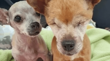 From Mud to Miracle: The Tiny Kitten Who Refused to Give Up